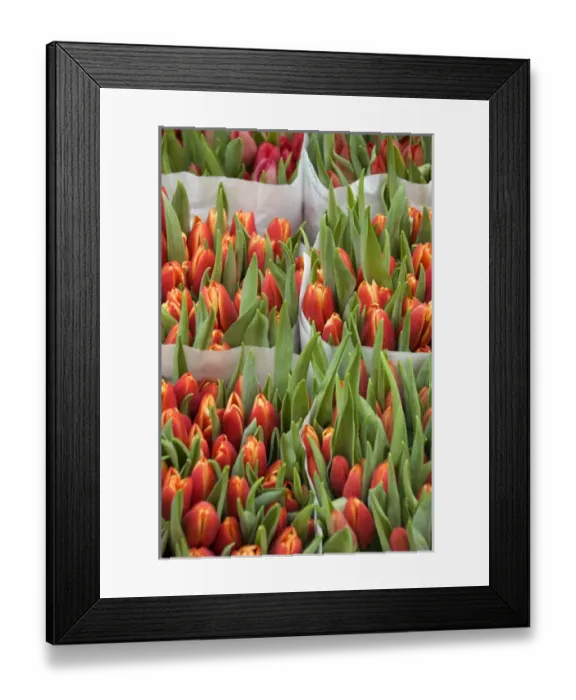 Framed Print : Europe, The Netherlands (aka Holland), Amsterdam. Bloemenmark (aka floating flower market) Framed Print : Europe, The Netherlands (aka Holland), Amsterdam. Bloemenmark (aka floating flower market)