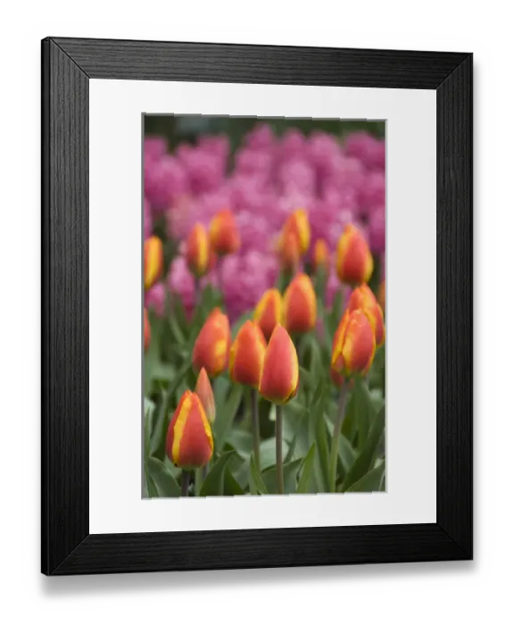 Framed Print : Netherlands (aka Holland), Lisse. Keukenhof Gardens, the worlds largest bulb Framed Print : Netherlands (aka Holland), Lisse. Keukenhof Gardens, the worlds largest bulb