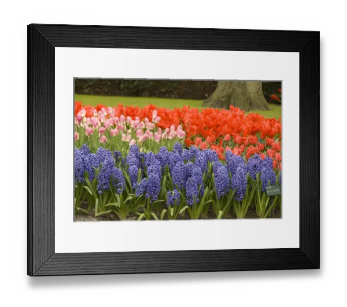 Framed Print : Netherlands (aka Holland), Lisse. Keukenhof Gardens, the worlds largest bulb Framed Print : Netherlands (aka Holland), Lisse. Keukenhof Gardens, the worlds largest bulb