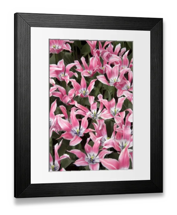 Framed Print : Europe, The Netherlands (aka Holland), Lisse. Keukenhof Gardens, the world s Framed Print : Europe, The Netherlands (aka Holland), Lisse. Keukenhof Gardens, the world s
