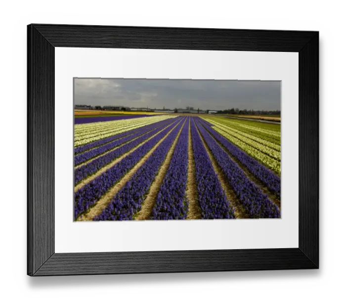 Framed Print : Europe, The Netherlands (aka Holland), Lisse. Colorful Spring hyacinth fields of Framed Print : Europe, The Netherlands (aka Holland), Lisse. Colorful Spring hyacinth fields of