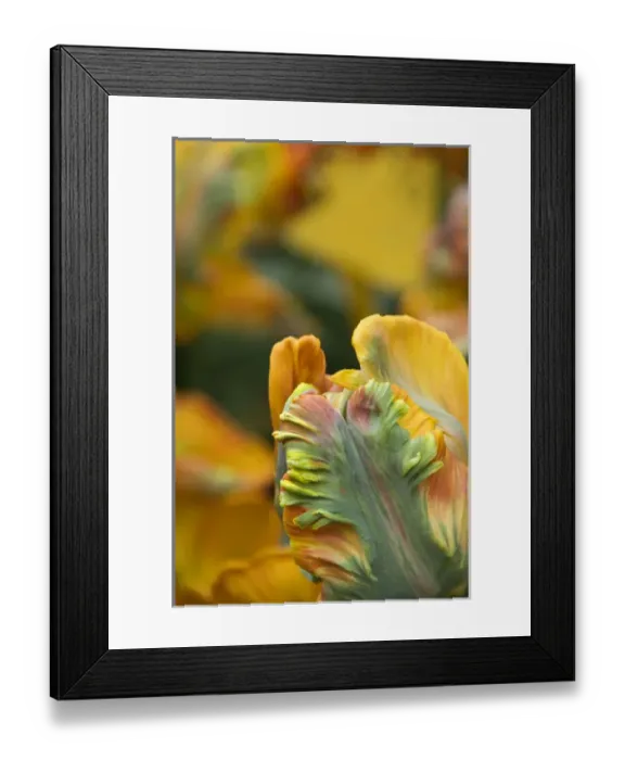 Framed Print : Netherlands (aka Holland), Lisse. Keukenhof Gardens, the worlds largest bulb Framed Print : Netherlands (aka Holland), Lisse. Keukenhof Gardens, the worlds largest bulb