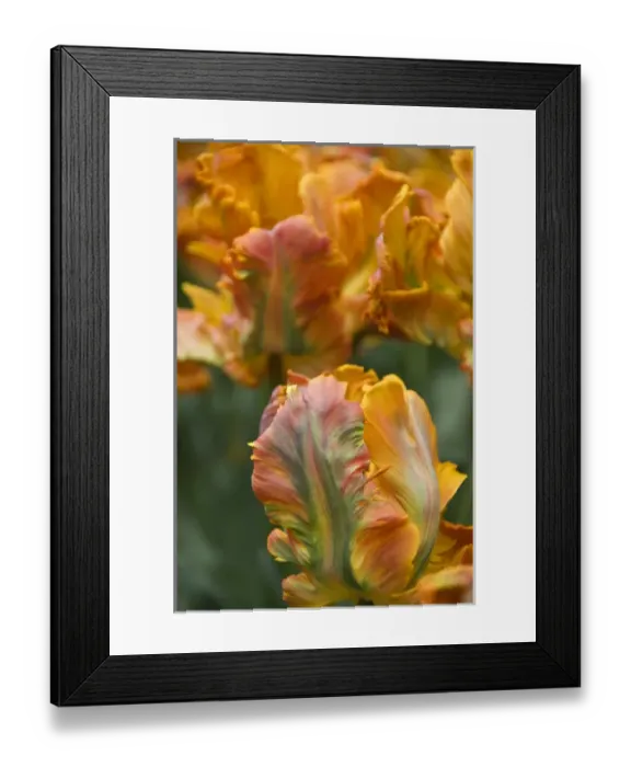 Framed Print : Netherlands (aka Holland), Lisse. Keukenhof Gardens, the worlds largest bulb