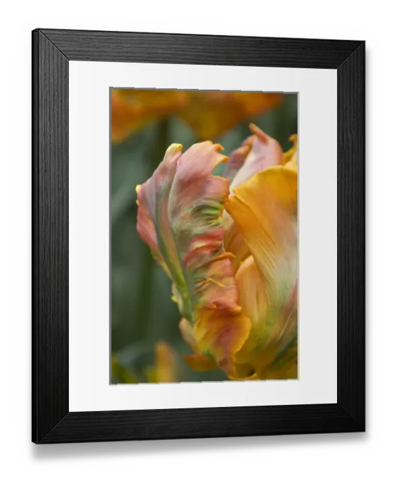 Framed Print : Netherlands (aka Holland), Lisse. Keukenhof Gardens, the worlds largest bulb