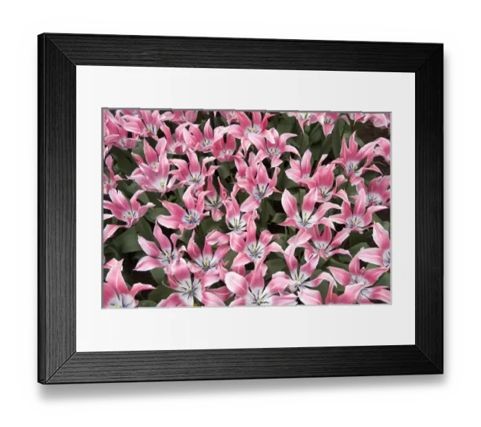 Framed Print : Europe, The Netherlands (aka Holland), Lisse. Keukenhof Gardens, the world s