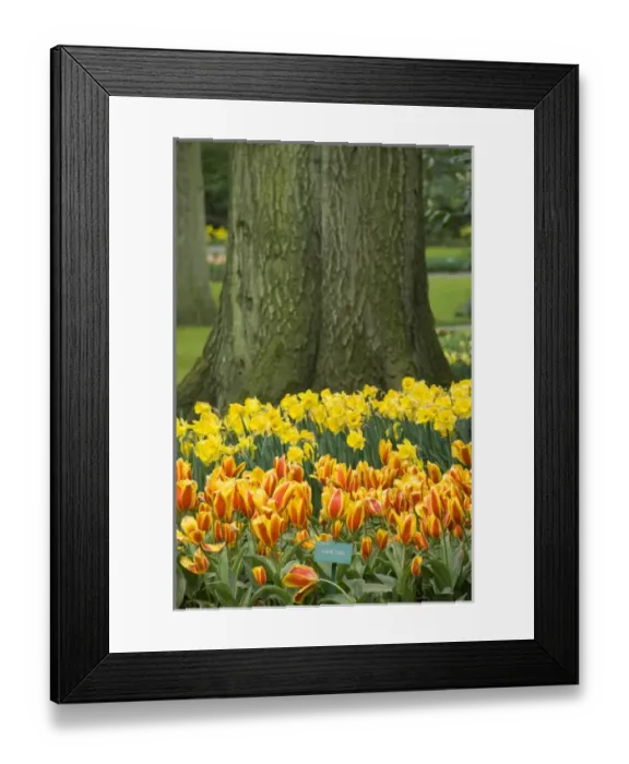 Framed Print : Netherlands (aka Holland), Lisse. Keukenhof Gardens, the worlds largest bulb Framed Print : Netherlands (aka Holland), Lisse. Keukenhof Gardens, the worlds largest bulb