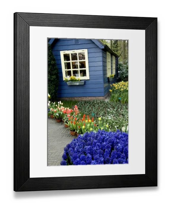 Framed Print : Netherlands (aka Holland), Lisse. Keukenhof Gardens, the worlds largest bulb