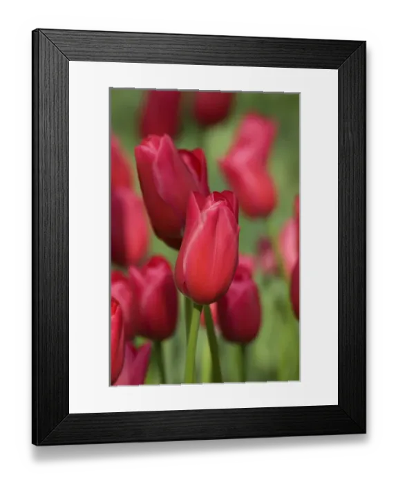Framed Print : Netherlands (aka Holland), Lisse. Keukenhof Gardens, the worlds largest bulb