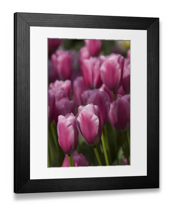 Framed Print : Netherlands (aka Holland), Lisse. Keukenhof Gardens, the worlds largest bulb