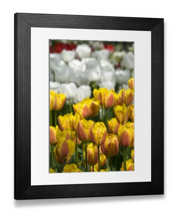 Framed Print : Netherlands (aka Holland), Lisse. Keukenhof Gardens, the worlds largest bulb
