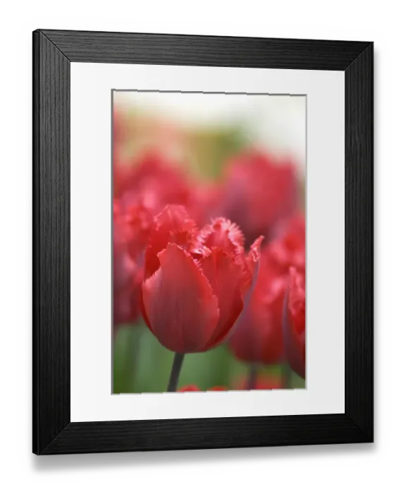 Framed Print : Netherlands (aka Holland), Lisse. Keukenhof Gardens, the worlds largest bulb Framed Print : Netherlands (aka Holland), Lisse. Keukenhof Gardens, the worlds largest bulb