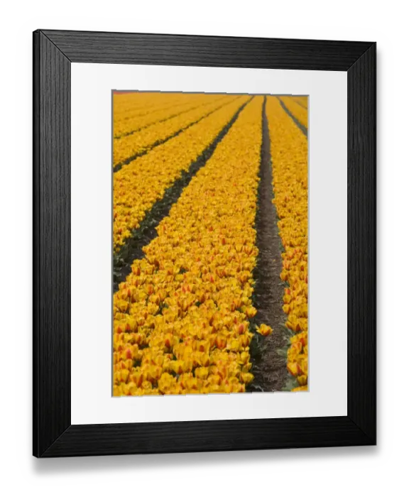 Framed Print : Tulip field, The Netherlands Framed Print : Tulip field, The Netherlands