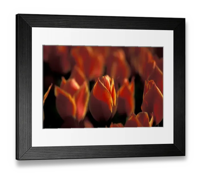 Framed Print : Netherlands, Keukenhof Tulips Framed Print : Netherlands, Keukenhof Tulips
