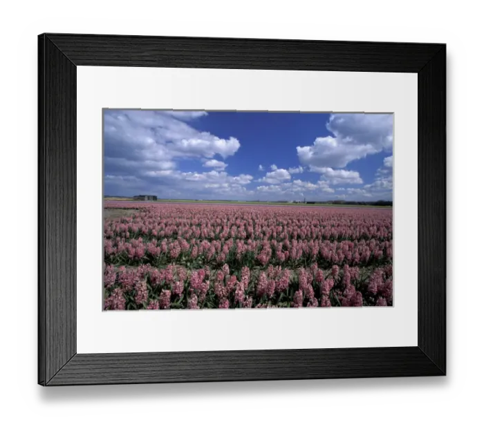 Framed Print : Europe, Netherlands, Sassenheim Flower fields Framed Print : Europe, Netherlands, Sassenheim Flower fields