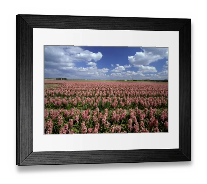Framed Print : Europe, Netherlands, Noorwijk. Flower Farm Framed Print : Europe, Netherlands, Noorwijk. Flower Farm