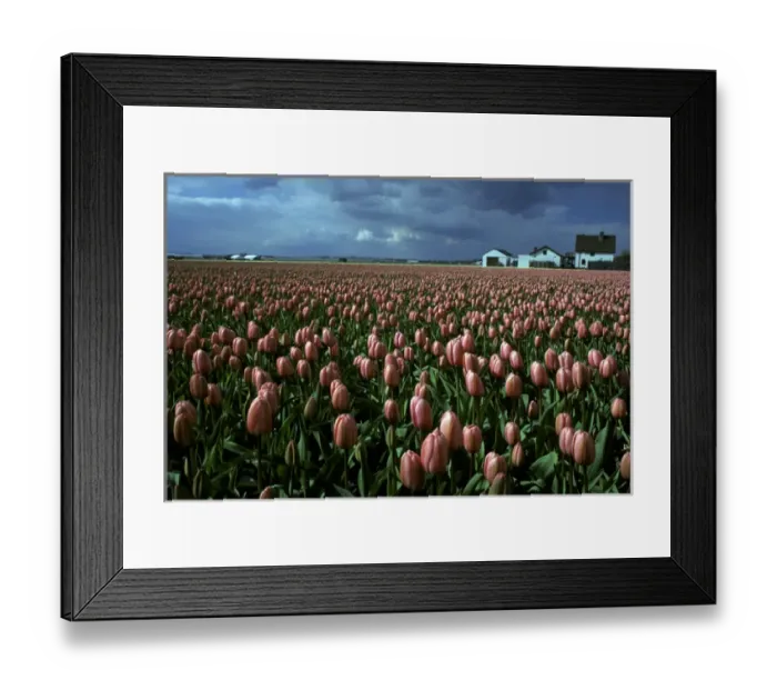 Framed Print : Europe, Netherlands, Sassenheim. Tulip farm