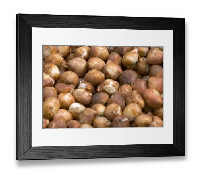 Framed Print : Tulip bulbs for sale at a market in Amsterdam, Netherlands