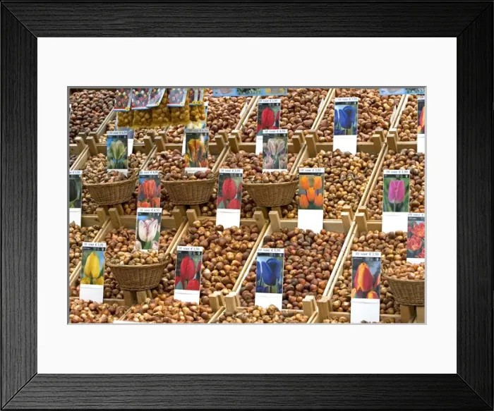 Framed Print : A display of tulip bulbs for sale at the flower market in Amsterdam, Netherlands