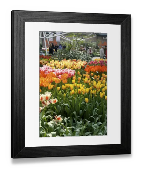 Framed Print : Europe, Netherlands, Holland, Lisse, Keukenhof Gardens Framed Print : Europe, Netherlands, Holland, Lisse, Keukenhof Gardens