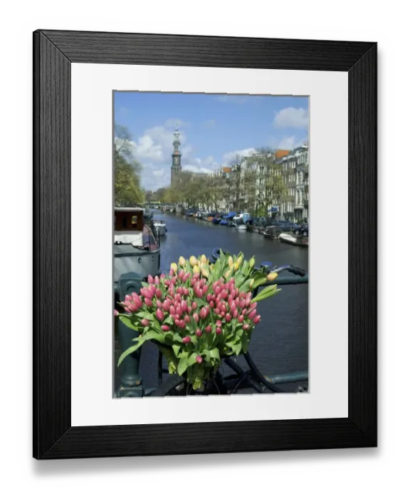 Framed Print : Europe, Netherlands, North Holland, Amsterdam, Tulips and bike on the Prinsengracht Framed Print : Europe, Netherlands, North Holland, Amsterdam, Tulips and bike on the Prinsengracht