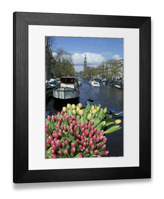 Framed Print : Europe, Netherlands, North Holland, Amsterdam, Tulips and bike on the Prinsengracht Framed Print : Europe, Netherlands, North Holland, Amsterdam, Tulips and bike on the Prinsengracht