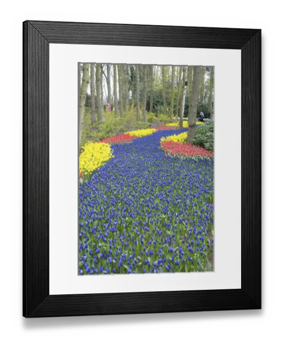Framed Print : Europe, Netherlands, Holland, Lisse, Keukenhof Gardens