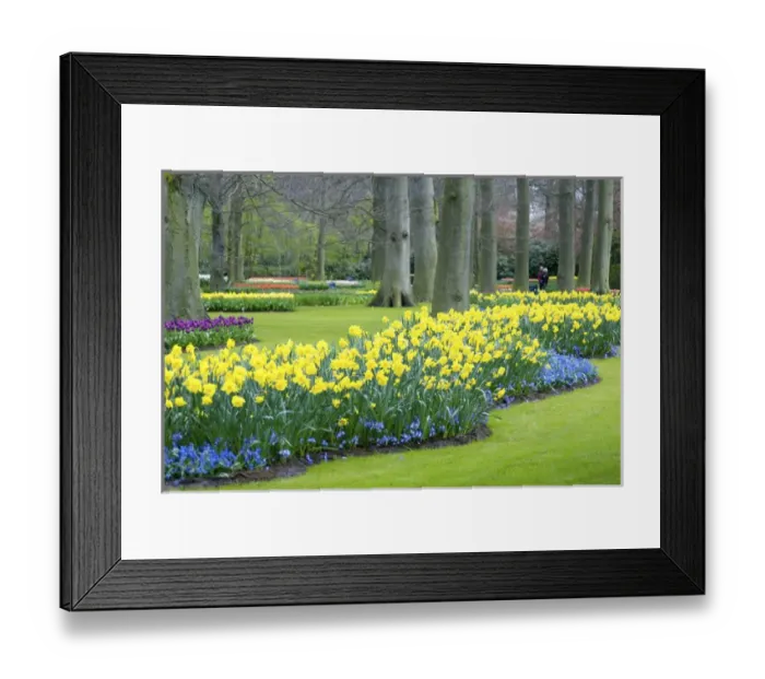 Framed Print : Europe, Netherlands, Holland, Lisse, Keukenhof Gardens Framed Print : Europe, Netherlands, Holland, Lisse, Keukenhof Gardens