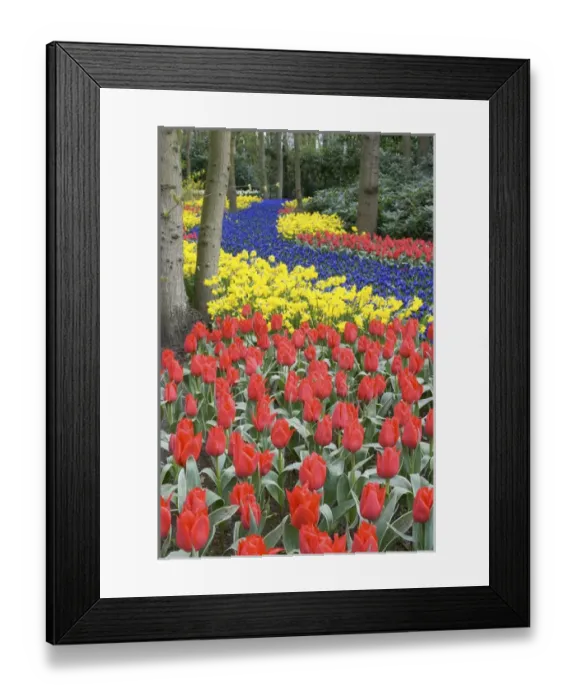 Framed Print : Europe, Netherlands, Holland, Lisse, Keukenhof Gardens