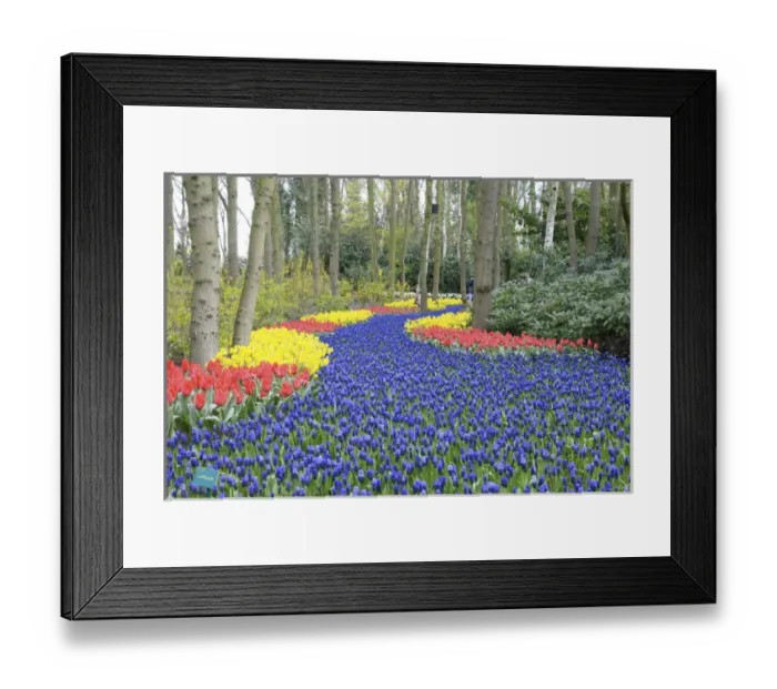 Framed Print : Europe, Netherlands, Holland, Lisse, Keukenhof Gardens Framed Print : Europe, Netherlands, Holland, Lisse, Keukenhof Gardens