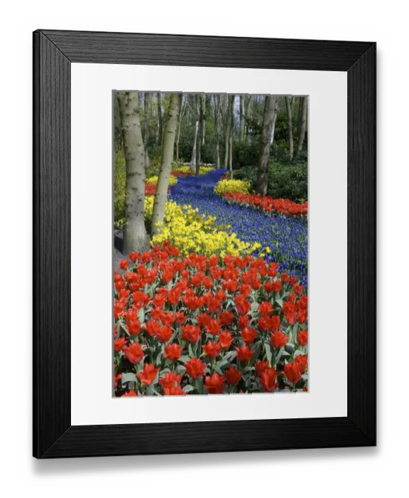 Framed Print : Europe, Netherlands, Holland, Lisse, Keukenhof Gardens Framed Print : Europe, Netherlands, Holland, Lisse, Keukenhof Gardens