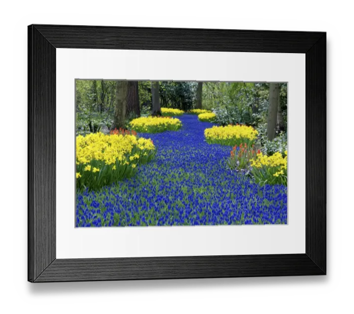 Framed Print : Europe, Netherlands, Holland, Lisse, Keukenhof Gardens Framed Print : Europe, Netherlands, Holland, Lisse, Keukenhof Gardens