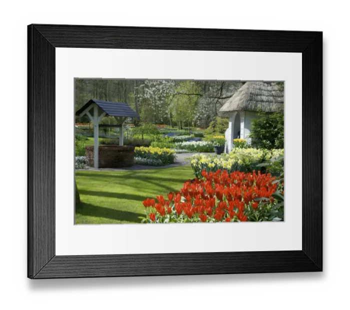 Framed Print : Europe, Netherlands, Holland, Lisse, Keukenhof Gardens Framed Print : Europe, Netherlands, Holland, Lisse, Keukenhof Gardens