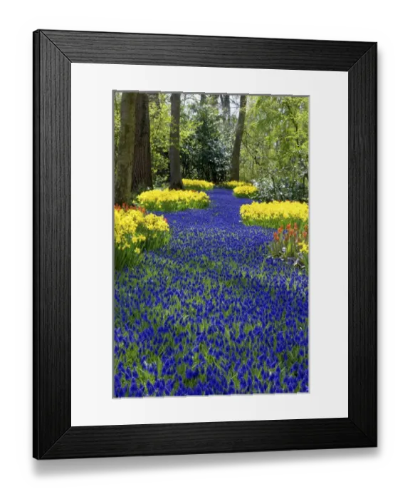 Framed Print : Europe, Netherlands, Holland, Lisse, Keukenhof Gardens Framed Print : Europe, Netherlands, Holland, Lisse, Keukenhof Gardens