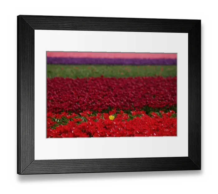 Framed Print : Tulips in Keukenhof Gardens, Amsterdam, Netherlands Framed Print : Tulips in Keukenhof Gardens, Amsterdam, Netherlands
