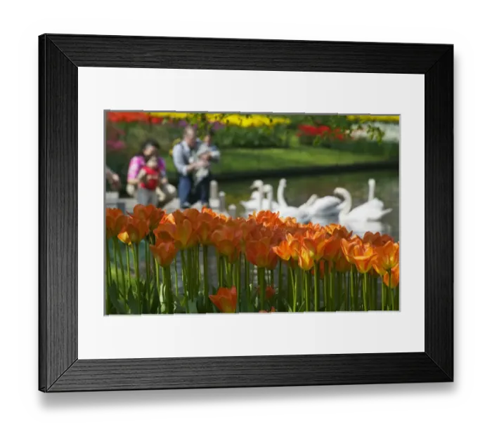 Framed Print : Tulips, tourists and swans in Keukenhof Gardens, Amsterdam, Netherlands Framed Print : Tulips, tourists and swans in Keukenhof Gardens, Amsterdam, Netherlands