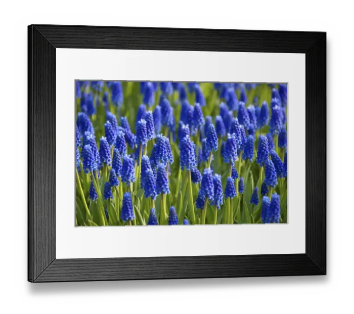 Framed Print : Europe, Netherlands, Holland, Lisse, Keukenhof Gardens Framed Print : Europe, Netherlands, Holland, Lisse, Keukenhof Gardens