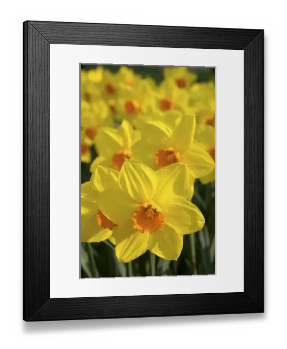Framed Print : Europe, Netherlands, Holland, Lisse, Keukenhof Gardens Framed Print : Europe, Netherlands, Holland, Lisse, Keukenhof Gardens