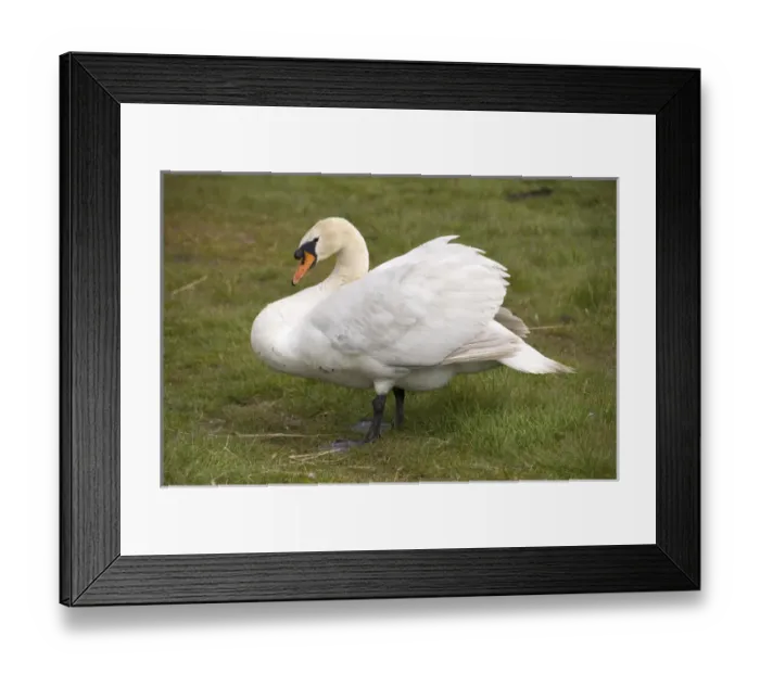 Framed Print : Europe, Netherlands, Holland, Swan on a country farm near Amsterdam Framed Print : Europe, Netherlands, Holland, Swan on a country farm near Amsterdam