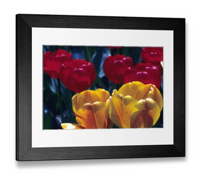 Framed Print : Tulips, Keukenhof Garden, Holland
