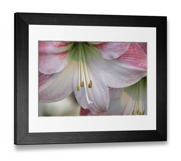 Framed Print : Close up of an amaryillis blossom at the Bloemenmarket