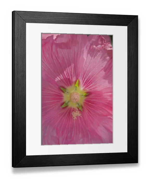 Framed Print : Bright colorful pitcher plants at the Bloemenmarket Framed Print : Bright colorful pitcher plants at the Bloemenmarket
