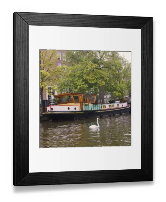 Framed Print : A colorful houseboat with a white swan swimming near Framed Print : A colorful houseboat with a white swan swimming near