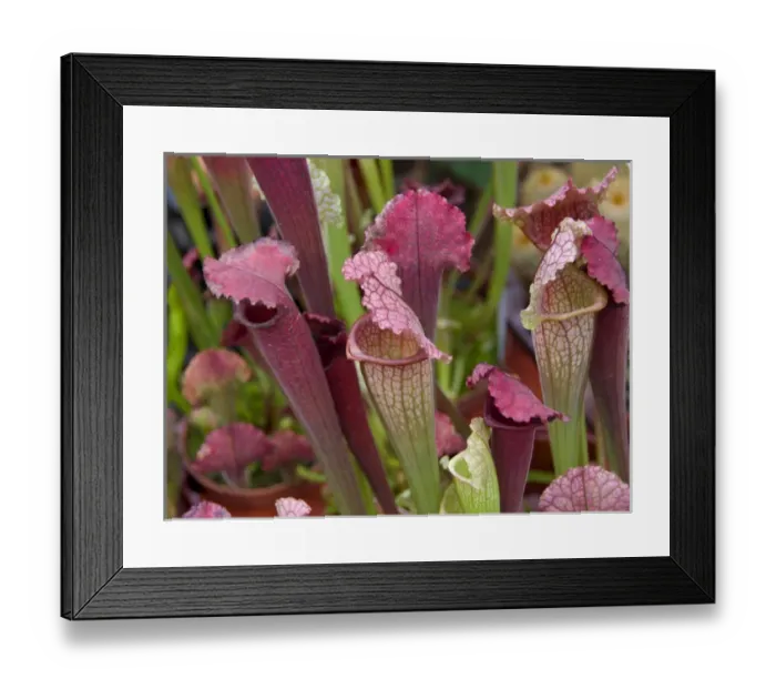 Framed Print : Bright colorful pitcher plants at the Bloemenmarket