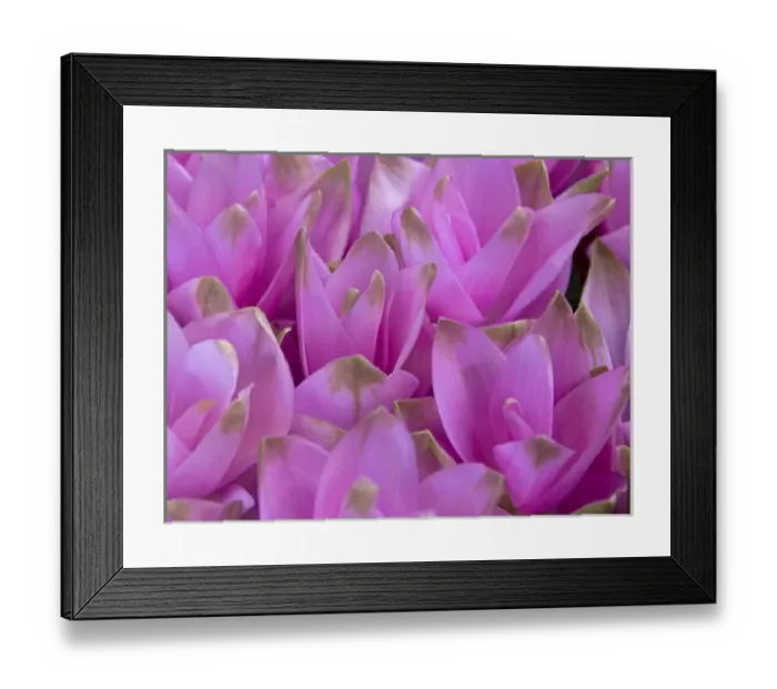 Framed Print : Full frame of bright colorful flowers, Crocus, at the Bloemenmarket