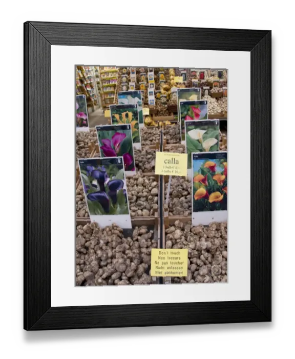 Framed Print : Crates of assorted Calla Lily bulbs at the Bloemenmarket Framed Print : Crates of assorted Calla Lily bulbs at the Bloemenmarket