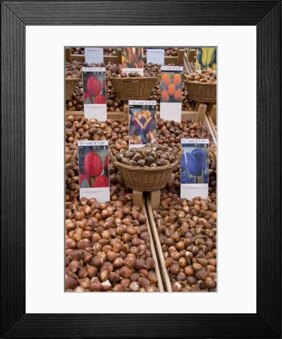 Framed Print : Crates of assorted tulip bulbs at the Bloemenmarket Framed Print : Crates of assorted tulip bulbs at the Bloemenmarket