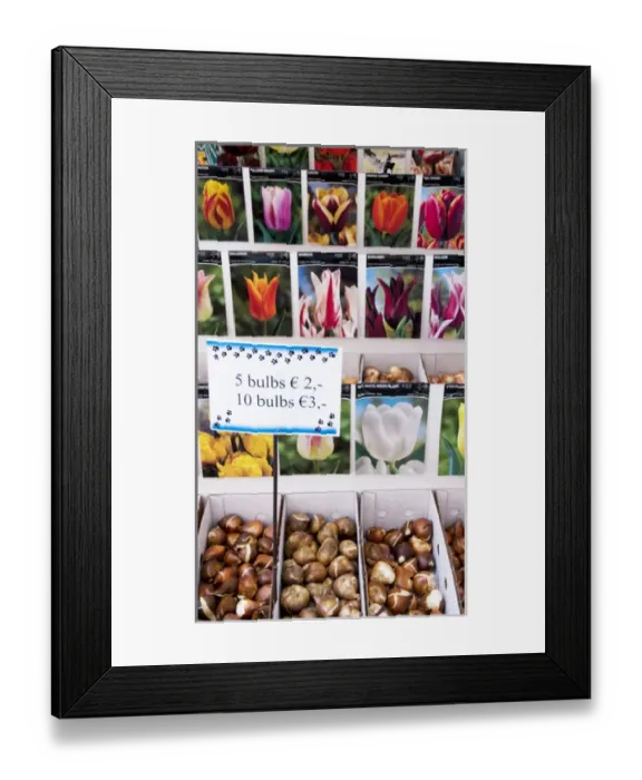 Framed Print : A colorful variety of tulip bulbs at the Bloemenmarket Framed Print : A colorful variety of tulip bulbs at the Bloemenmarket