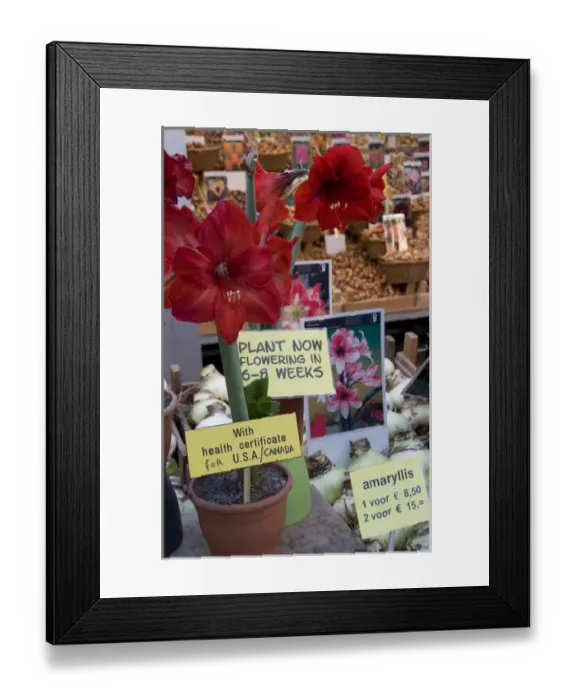 Framed Print : Bright red Amaryllis plant showing health certificate for US travel with bulbs in