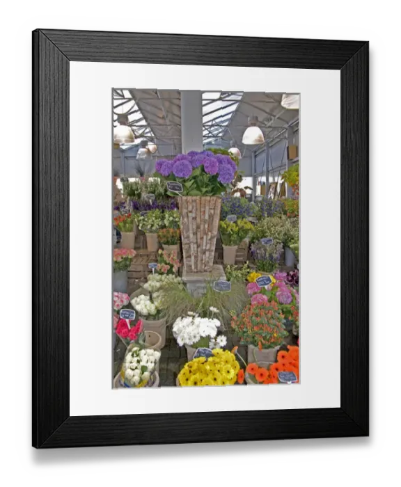 Framed Print : A colorful variety of flowers at the Bloemenmarket Framed Print : A colorful variety of flowers at the Bloemenmarket