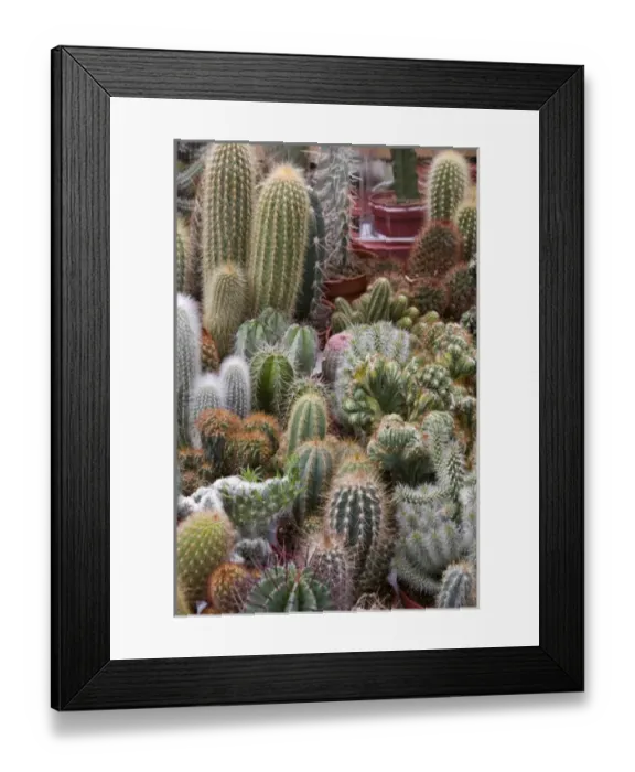 Framed Print : A colorful variety of cactus at the Bloemenmarket Framed Print : A colorful variety of cactus at the Bloemenmarket
